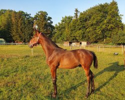 dressage horse Damacello (Hanoverian, 2022, from Despacito 16)