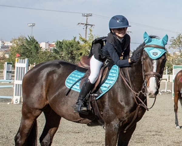 jumper Dario Delup (Bulgarian Warmblood, 2012)