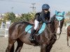 jumper Dario Delup (Bulgarian Warmblood, 2012)