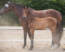 jumper Charlie`s White Star (Hanoverian, 2021, from Clinton's Heart)