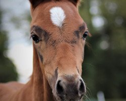 Dressurpferd Bella Royale (Deutsches Reitpony, 2023, von DSP Cosmo Royale)