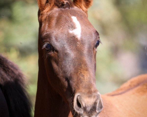 Dressurpferd Courtino Royale (Deutsches Reitpony, 2022, von DSP Cosmo Royale)