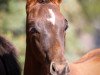 dressage horse Courtino Royale (German Riding Pony, 2022, from DSP Cosmo Royale)