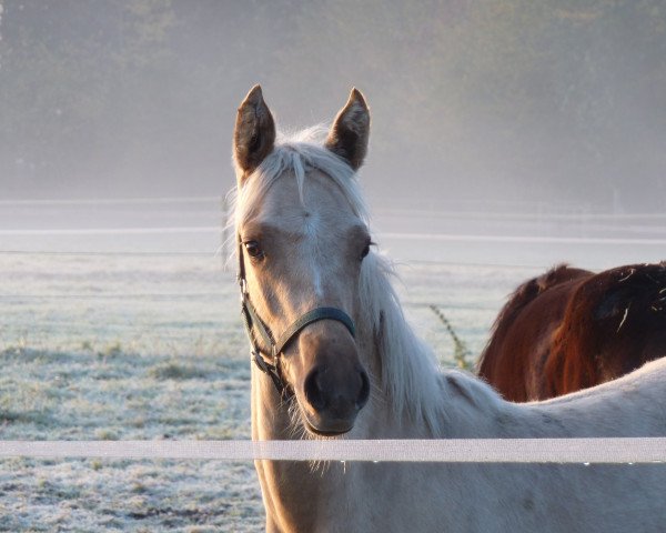 broodmare Baila Sunshine (German Riding Pony, 2020, from Diamond Touch NRW)