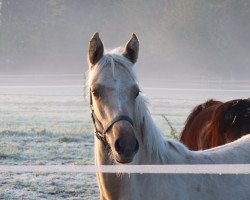 Zuchtstute Baila Sunshine (Deutsches Reitpony, 2020, von Diamond Touch NRW)