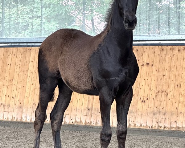 dressage horse Maxima Sun HL (Oldenburg, 2023, from Morricone)