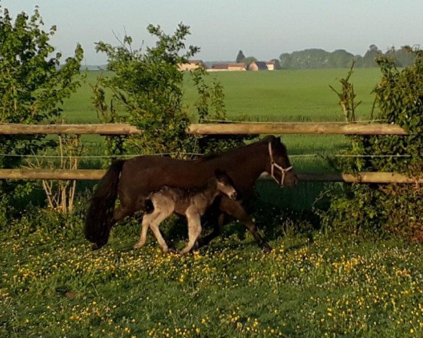 broodmare Beauharnais van Isala (Shetland Pony, 2008, from Stef v.d. Mulder)