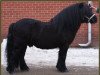 stallion Stef v.d. Mulder (Shetland Pony, 2002, from Libero W van de Hertraksestraat)