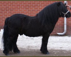 stallion Stef v.d. Mulder (Shetland Pony, 2002, from Libero W van de Hertraksestraat)