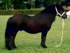 stallion Boss van de Brouwerij (Shetland Pony, 1987, from Surprise van Dorpzicht)