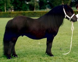 stallion Boss van de Brouwerij (Shetland Pony, 1987, from Surprise van Dorpzicht)