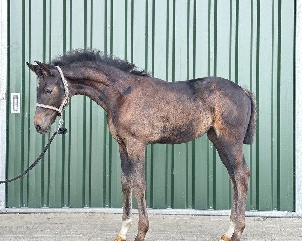 dressage horse Delmara HL (Oldenburg, 2023, from Diamond First)