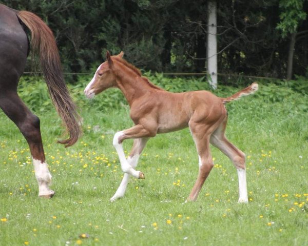 foal by LK Annabel (German Sport Horse, 2023, from Accroche)