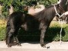 broodmare Malissa van het Stalletje (Shetland Pony,  , from Edwin van het Stalletje)