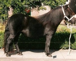 Zuchtstute Malissa van het Stalletje (Shetland Pony,  , von Edwin van het Stalletje)