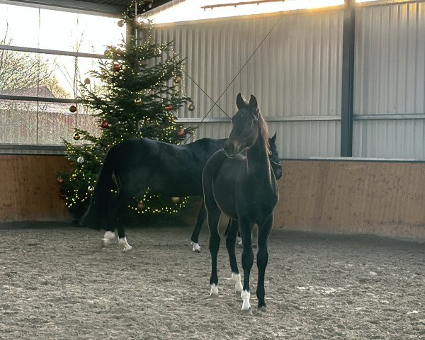 dressage horse Dacapo HL (Oldenburg, 2023, from D'Egalite)