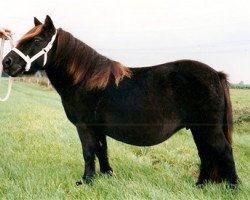 broodmare Anita van het Stalletje (Shetland Pony,  , from Lockinge Houston)