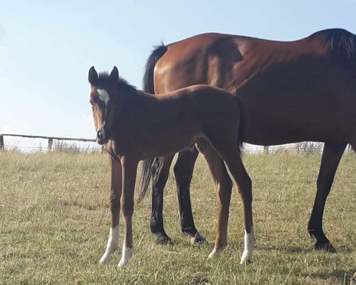 dressage horse R-Adelheid SLE (Holsteiner, 2023, from Accroche)