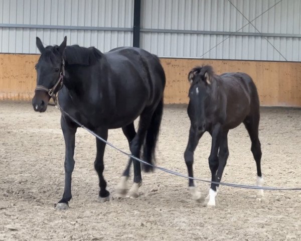 dressage horse Cadeau de Rose HL (Oldenburg, 2023, from CADEAU NOIR)