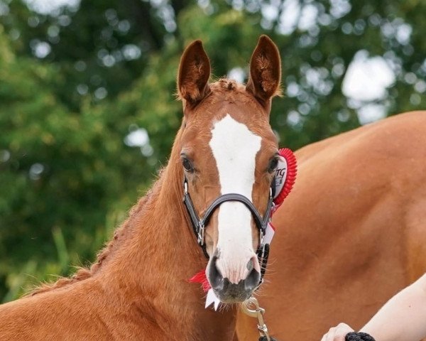 dressage horse Special Lady A (Austrian Warmblood, 2023, from Accroche)