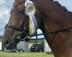 dressage horse Déline (Hanoverian, 2013, from Destano)