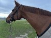 dressage horse Déline (Hanoverian, 2013, from Destano)
