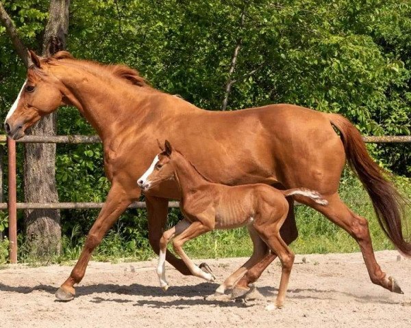 Zuchtstute Spring Lady XX (Tschechisches Warmblut,  , von Rainbows For Life xx)