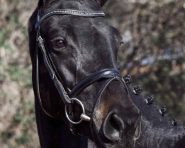 dressage horse Calgary 104 (Hanoverian, 2016, from Conteur)
