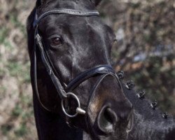 broodmare Calgary 104 (Hanoverian, 2016, from Conteur)