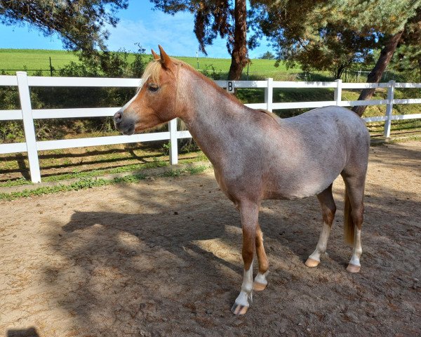 Pferd Noenevers Marie Li (Welsh Pony (Sek.B), 2021, von Stougjeshoeve Escudo)