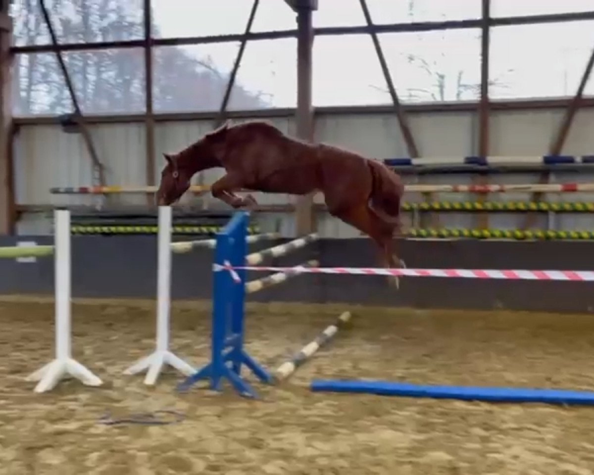 jumper Cristelle 2 (Hanoverian, 2021, from Cicero Z van Paemel)