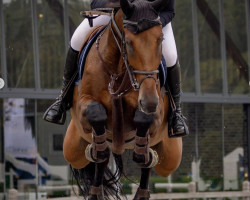 jumper Chatman's Majestic Gucci Z (Zangersheide riding horse, 2015, from Chatman)