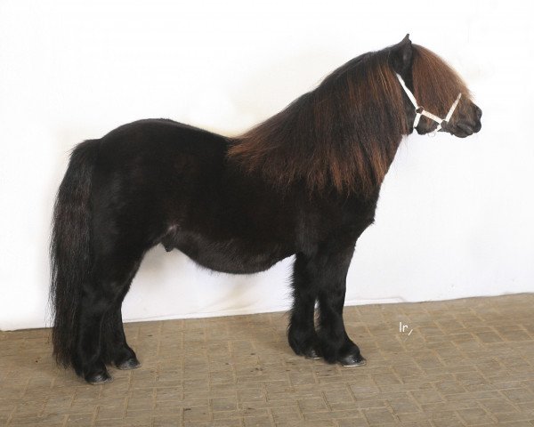 Deckhengst Zalvados van de Wenshall (Shetland Pony,  , von Historie van de Belschuur)