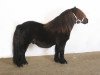 stallion Zalvados van de Wenshall (Shetland Pony,  , from Historie van de Belschuur)