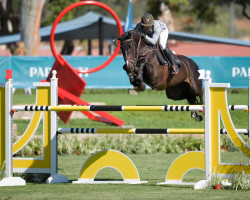 jumper Tashmir Z (Zangersheide riding horse, 2012, from Toulon)