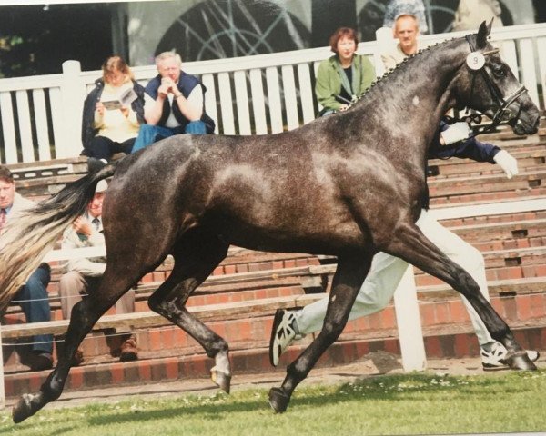 broodmare Coco Chanel (Oldenburg, 1996, from Caprimond)