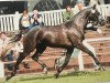 broodmare Coco Chanel (Oldenburg, 1996, from Caprimond)
