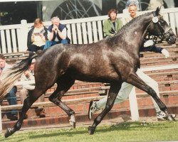 broodmare Coco Chanel (Oldenburg, 1996, from Caprimond)