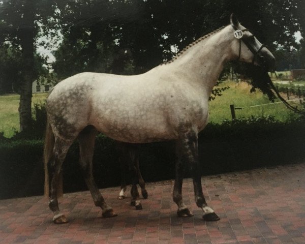 broodmare Lucca (Oldenburg, 1990, from Sion)