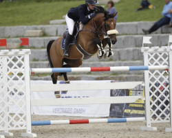 jumper Bec Lux Like Armani (Irish Sport Horse, 2013, from Bec Armani)