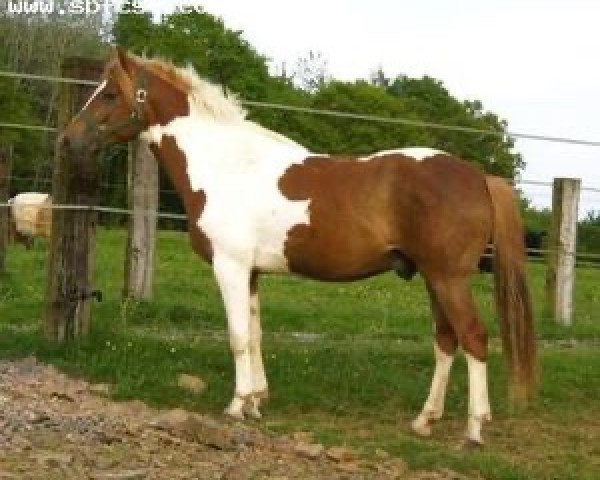 stallion Tarcosi de Caux (anglo european sporthorse, 2007, from Nazur des Forets)