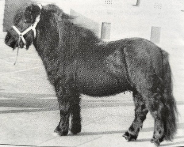 Deckhengst Balade van de Römer (Shetland Pony, 1987, von Sinjeur van de Amstelhof)