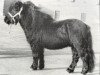 stallion Balade van de Römer (Shetland Pony, 1987, from Sinjeur van de Amstelhof)