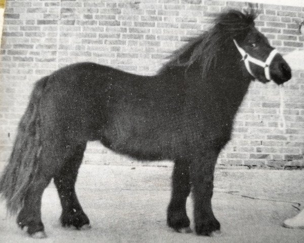 stallion Sinjeur van de Amstelhof (Shetland Pony, 1981, from Newton van Dorpzicht)