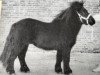 Deckhengst Sinjeur van de Amstelhof (Shetland Pony, 1981, von Newton van Dorpzicht)