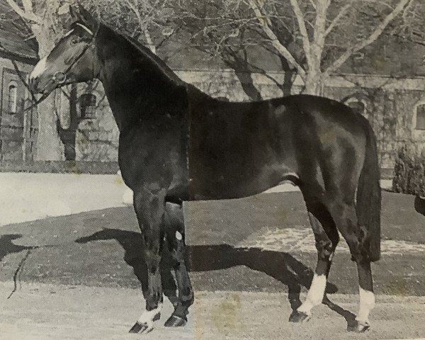 stallion Portwein (Rhinelander, 1990, from Platini M)