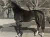 stallion Portwein (Rhinelander, 1990, from Platini M)