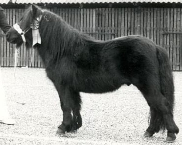 Deckhengst Kenneth van Bunswaard (Shetland Pony, 1974, von Stelmor of Transy)