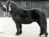 stallion Kenneth van Bunswaard (Shetland Pony, 1974, from Stelmor of Transy)