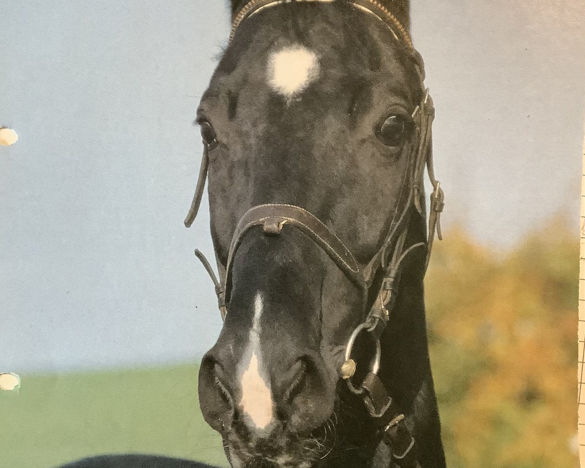 Deckhengst Raminus (Hessisches Warmblut, 1985, von Ramiro's Son I)